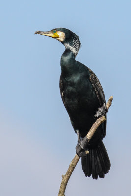 Great Cormorant (Aalscholver)