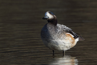 Chiloé Wigeon (Chileense Smient)