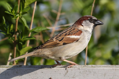 House Sparrow (Huismus)