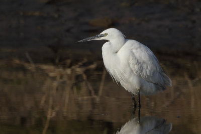 Little Egret (Kleine Zilverreiger)