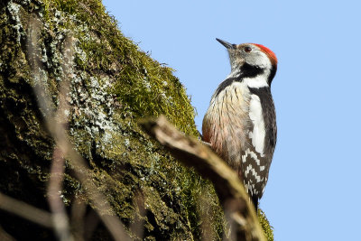 Middle Spotted Woodpecker (Middelste Bonte Specht)