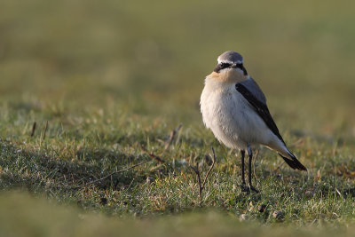 Northern Wheatear (Tapuit)