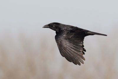 Carrion Crow (Zwarte Kraai)
