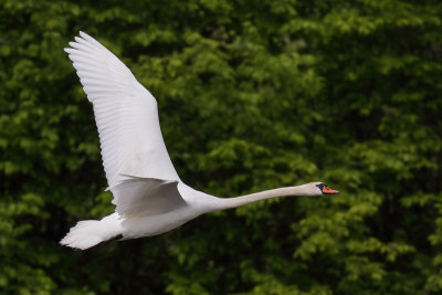 Mute Swan (Knobbelzwaan)