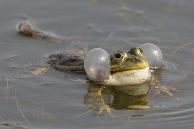 Green Frog species (Groene Kikker spec.)