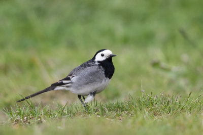 Pied Wagtail (Rouwkwikstaart)