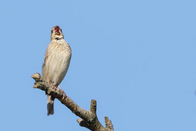 Common Rosefinch (Roodmus)