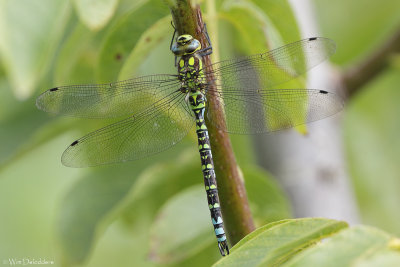 Blue Hawker (Blauwe Glazenmaker)