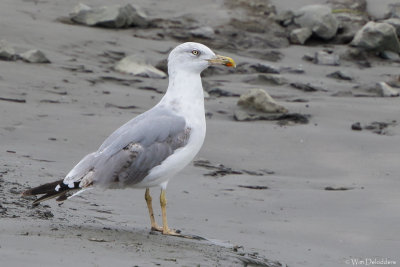 Yellow-legged Gull (Geelpootmeeuw)