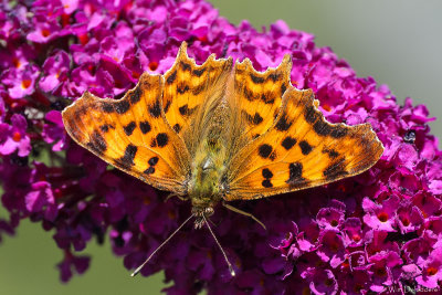 Comma (Gehakkelde Aurelia)