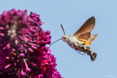 Humming-bird Hawk-moth (Kolibrievlinder)
