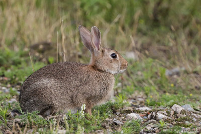 European Rabbit (Konijn)