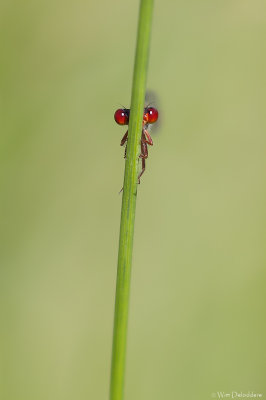 Small Red Damselfly (Koraaljuffer)