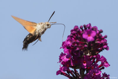 Humming-bird Hawk-moth (Kolibrievlinder)