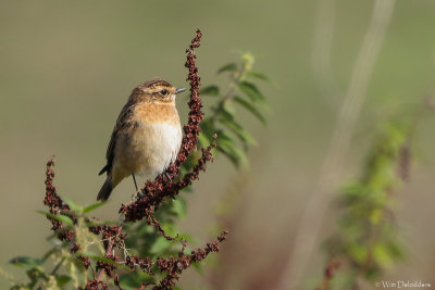 Whinchat (Paapje)