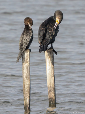 Pygmy Cormorant and Cormorant (Dwergaalscholver en Aalscholver)