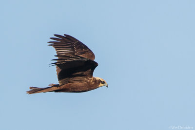 Marsh Harrier (Bruine Kiekendief)