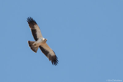 Booted Eagle (Dwergarend)