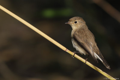 Red-breasted Flycatcher (Kleine Vliegenvanger)