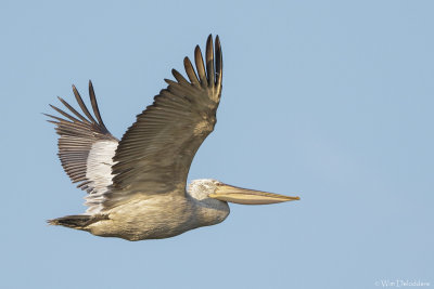 Dalmatian Pelican (Kroeskoppelikaan)