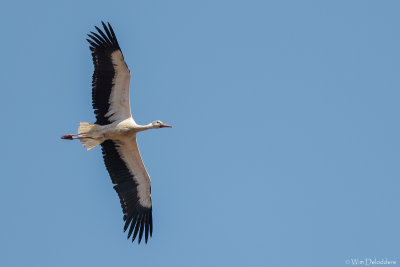 White Stork (Ooievaar)