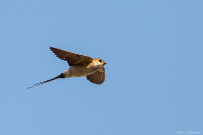 Red-rumped Swallow (Roodstuitzwaluw)