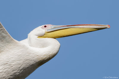 White Pelican (Roze Pelikaan)