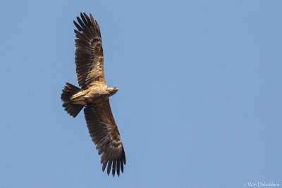 Lesser Spotted Eagle (Schreeuwarend)
