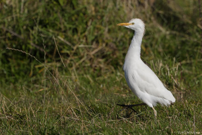 Cattle Egret (Koereiger)