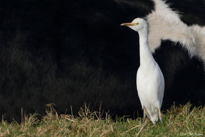 Cattle Egret (Koereiger)