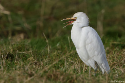 Cattle Egret (Koereiger)