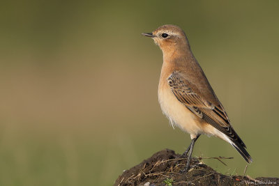 Northern Wheatear (Tapuit)