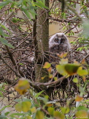 Long-eared Owl (Ransuil)