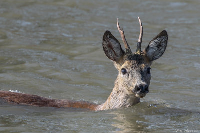 European roe deer (Ree)