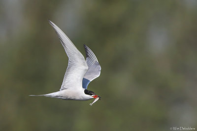 Common tern (Visdief)