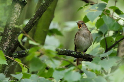 Common nightingale (Nachtegaal)