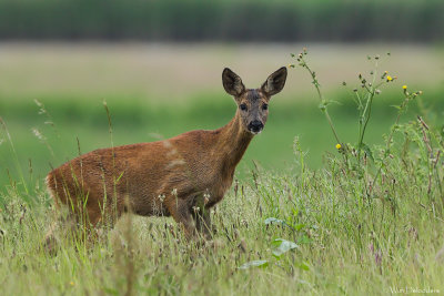 European Roe deer (Ree)