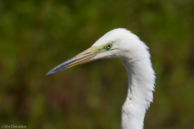 Great egret (Grote zilverreiger)