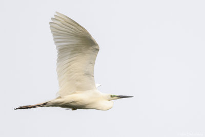 Little egret (Kleine zilverreiger)