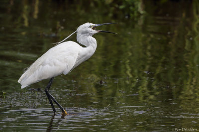 Little egret (Kleine zilverreiger)