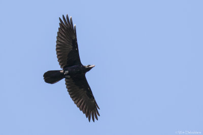 Common raven (Raaf)