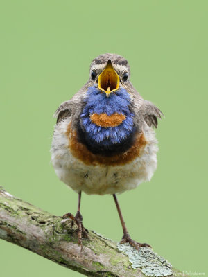 Red-spotted bluethroat (Roodsterblauwborst)