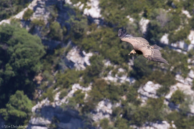 Griffon vulture (Vale gier)