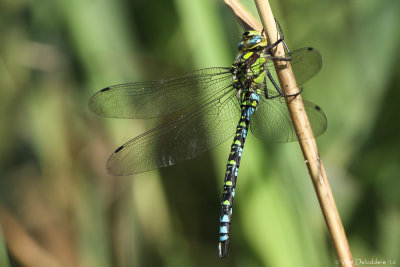 Southern hawker (Blauwe glazenmaker)