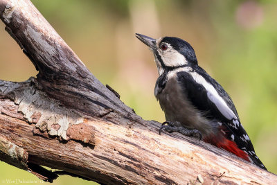 Great spotted woodpecker (Grote bonte specht)