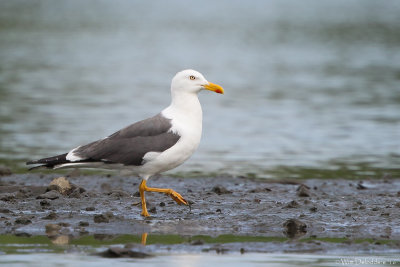 Lesser black-backed gull (Kleine mantelmeeuw)