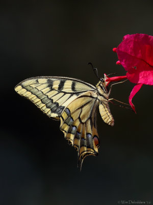 Swallowtail (Koninginnepage)
