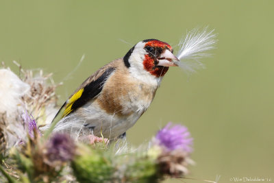 European goldfinch (Putter)