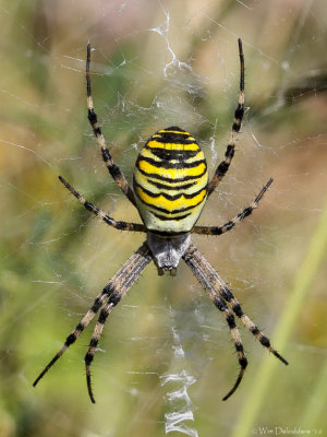 Wasp spider (Wespenspin)