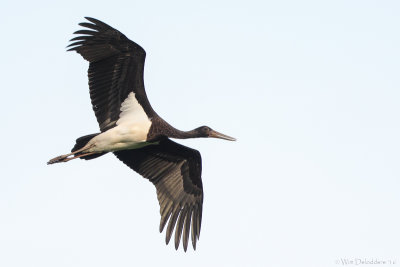 Black stork (Zwarte ooievaar)
